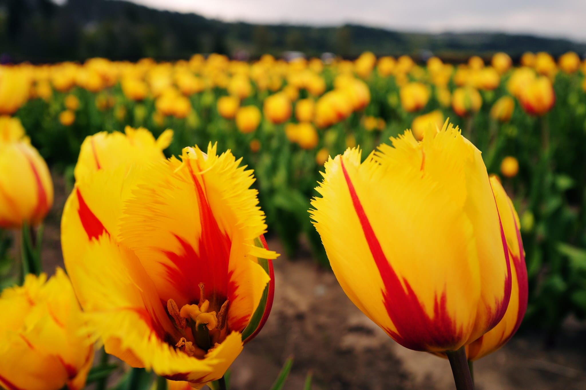 Leica Eternal Look JPEG - Tulips at Knutson Farms in Sumner, WA